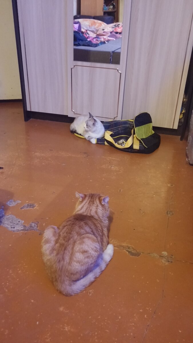 Сима первый день в новом доме рядом с переноской в которой её принесли. Грю не подходит, опасается.