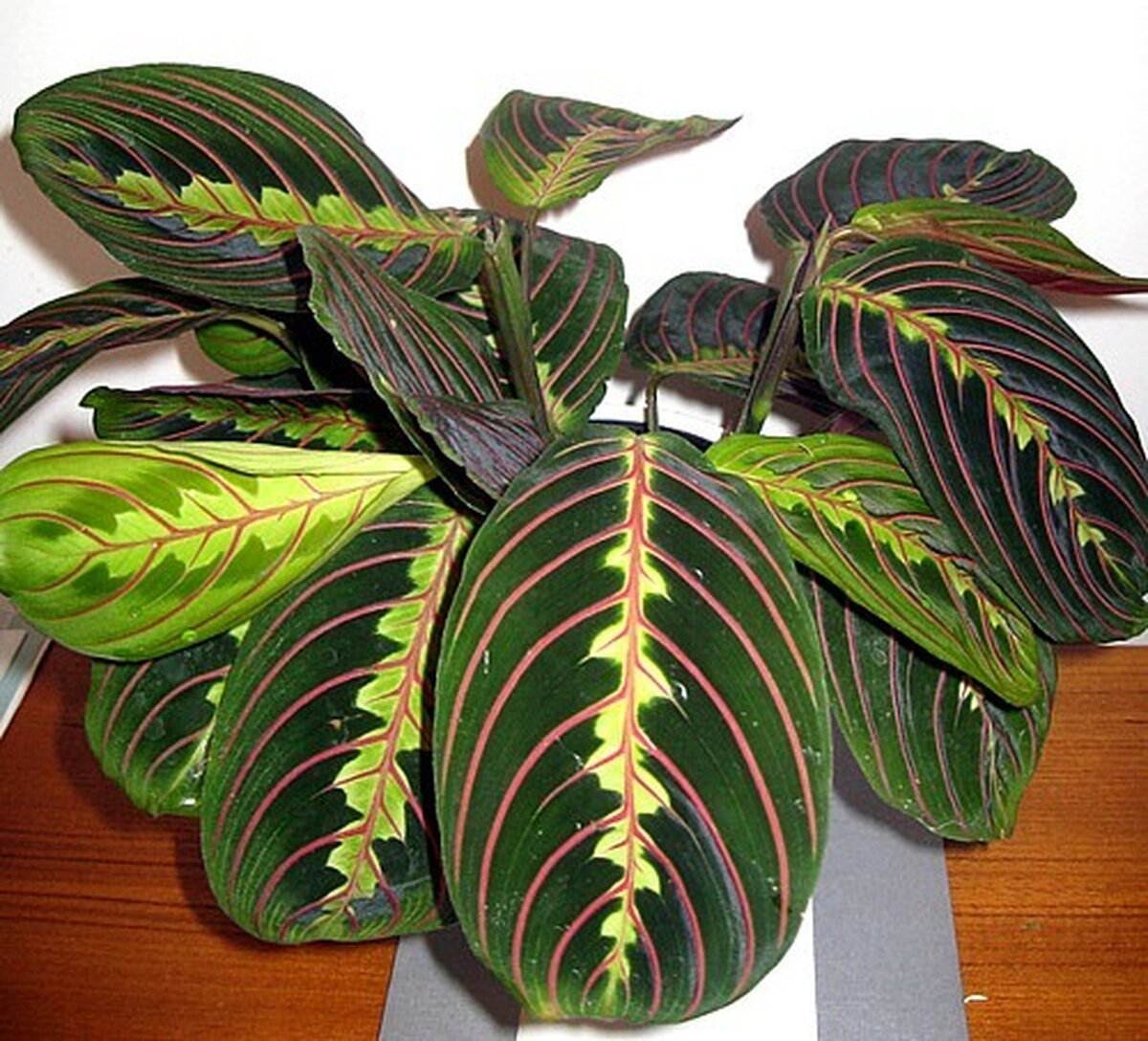 Комнатные растения с темными листьями фото и названия