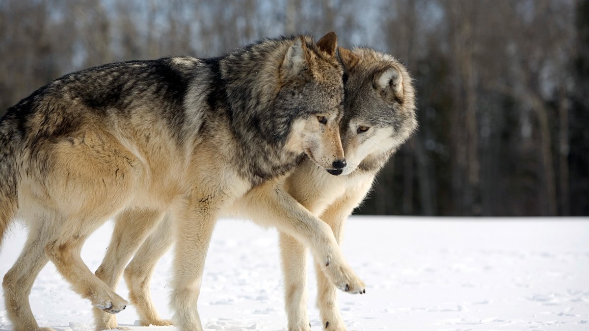 Яндекс.Картинки