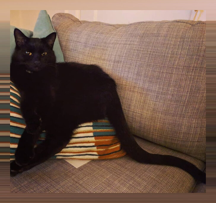 главное не наступить на хвост 