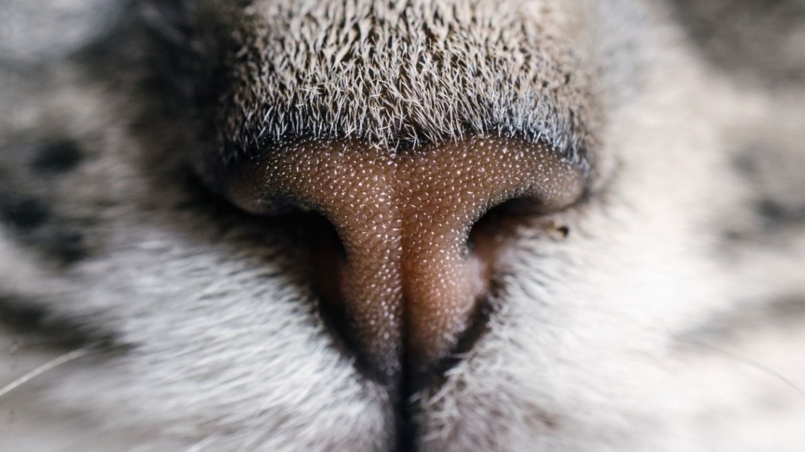 Морда, носик кошки