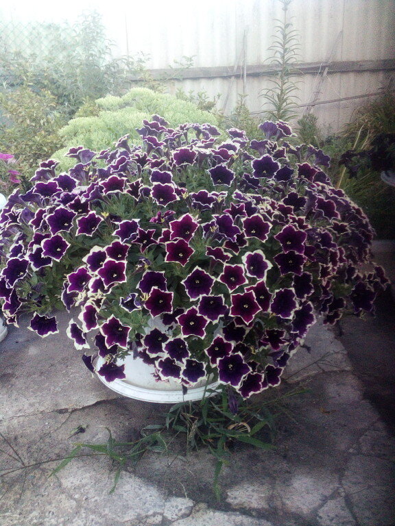 Cascadias Rim magenta (личное фото) 