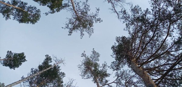 Далеко ли до лжи, прошу, скажи? 
Эта правда - старуха и так уродлива,
А в деревне уже поспела смородина
Черной ягодой. Может быть нет души?
⠀
Витражи в старой церкви - водоворот,
Там и звон колокольни такой неистовый.
Все приходим на свет мы ведь атеистами,
Но потом что вечное вдруг зовёт.
⠀
Рвёт и крутит, ломает, алеет, плавится.
И до боли сжимает всю жизнь в кулак,
И тогда говори мы себе: "То знак",
Если он нам, конечно, тот знак, понравится.
⠀
И потом кто-то вдруг, так как ты, соврёт,
Чтобы правдой иллюзии не уродовать.
Да, на сделку согласна мечта, хоть гордая,
А потом всё забудется и пройдёт