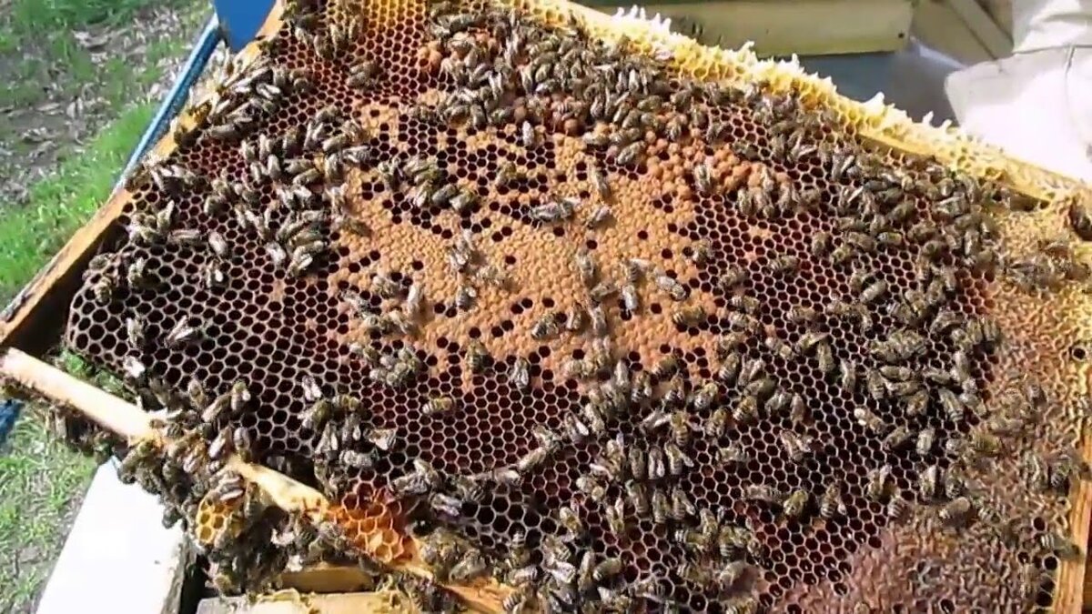 Рамка с расплодом и по краям медом.