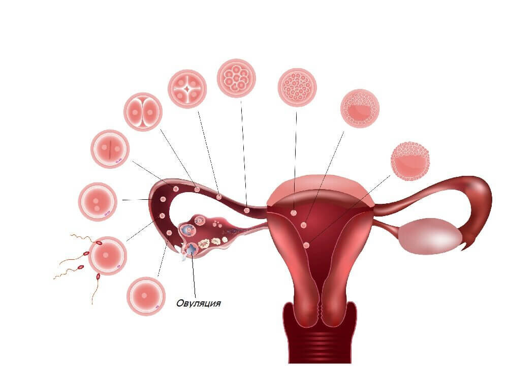 Признаки овуляции