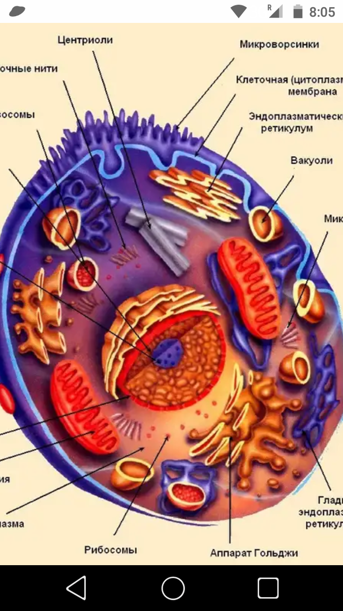 Клетка живого схема. Структура клетки анатомия. Основные структуры организма клетки. Строение клетки клеточная структура. Из чего состоит человеческая клетка.
