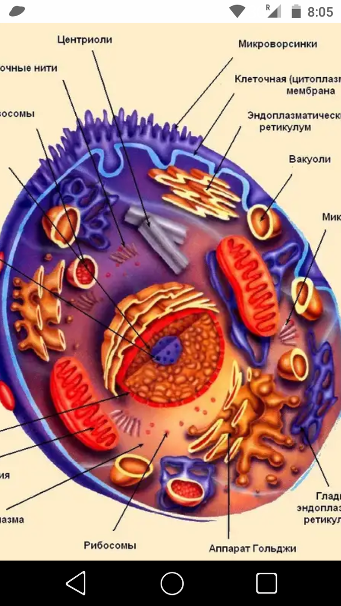 Работа клеток организма. Структура клетки анатомия. Основные структуры организма клетки. Строение клетки клеточные структуры. Из чего состоит человеческая клетка.