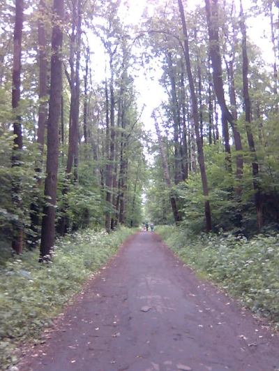 Стихи. 29 июня 2008 год. Тема: Природа.  Фото:  Москва.  Лесопарк  " Лосиный остров".