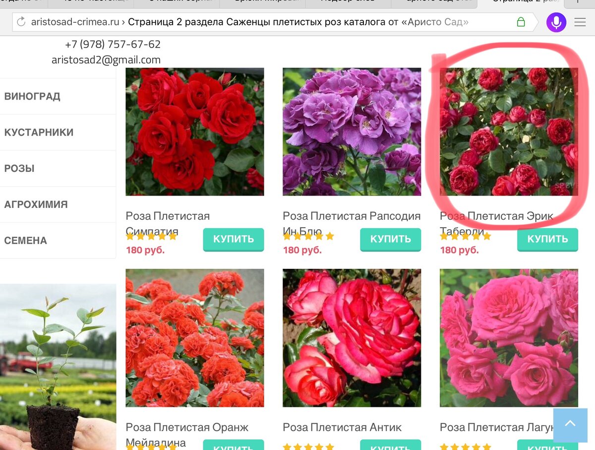 Поиск интернет магазин саженцев каталог 2024. Садовая коллекция интернет магазин саженцев. Саженцы, аристо сад.. Роза сад интернет магазин саженцев. Саженцы Самара интернет магазин.