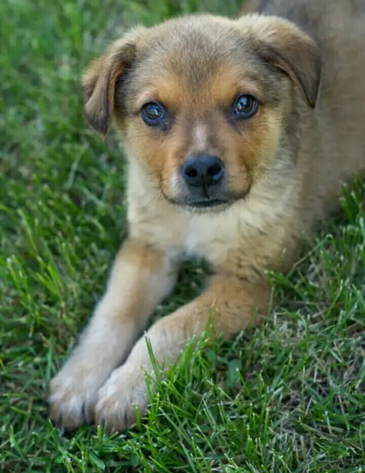 Родители,как и обещали,после щенячьего карантина,стали меня брать с собой по делам.Сегодня мы едем в какой_то Большой Лог,Мама_Катя,для приличия,одела мне шлейку и взяла поводок, ходить я с ними  еще не умею,мне неудобно,болтаюсь я в ентих вещах,хоть такс и в теле))) Когда мы приехали,нас сразу встретил маленький,милый щенок, порода неизвестна, имя сказали_Чапик！Он был, сначала,скромный,забился в угол, как меня увидел, мало болтал. Но это и понятно, я ,уже, прошел все карантины и я старше. Через время он привык,что я у него есть и мы много общались с ним,носились по двору, следили за котом,он был боец невидимого фронта и ...спал,поэтому следить стало не интересно, ящерицу поймали и отпустили, бегает она быыстрооо и ели в огороде ягоды. Чапу (это мы уже когда сильно_сильно сдружились,он мне разрешил его так называть) в семью взяли недавно, на дороге нашли,  все  еще ест щенячью еду и его очень любят бабушка и дедушка. В этот день было жарко,нам дали по мисочке холодной воды,мы попили с радостью. Они очень нежно за ним ухаживают и я подумал,что ,еще одному щенку повезло,что есть Семья и Дом)))