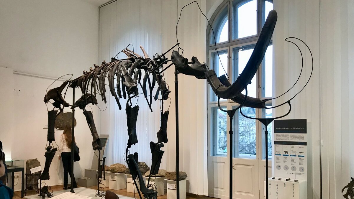 Этнографический музей Словении, экспонат