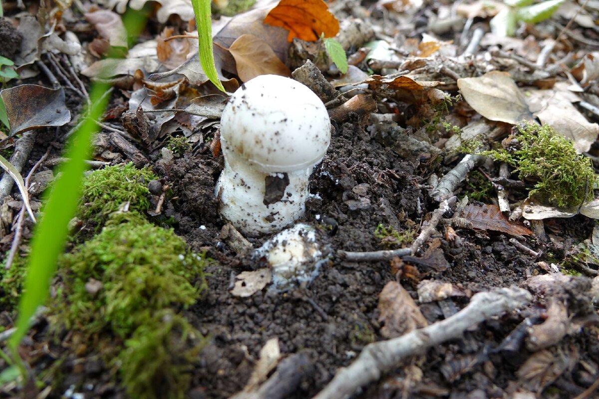 Мухомо́р воню́чий, или белая поганка (лат. Amanita virosa)