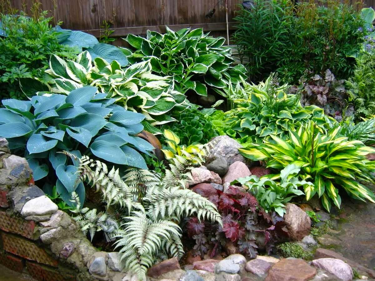 Дизайн из хосты возле дома