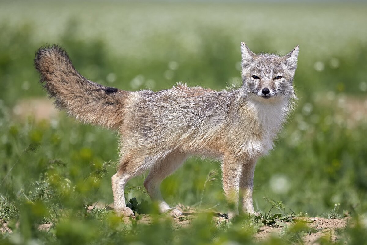 Карсак. Лисичка Корсак. Американский Корсак Vulpes Velox. Корсак Степной. Лисица Корсак в степи.