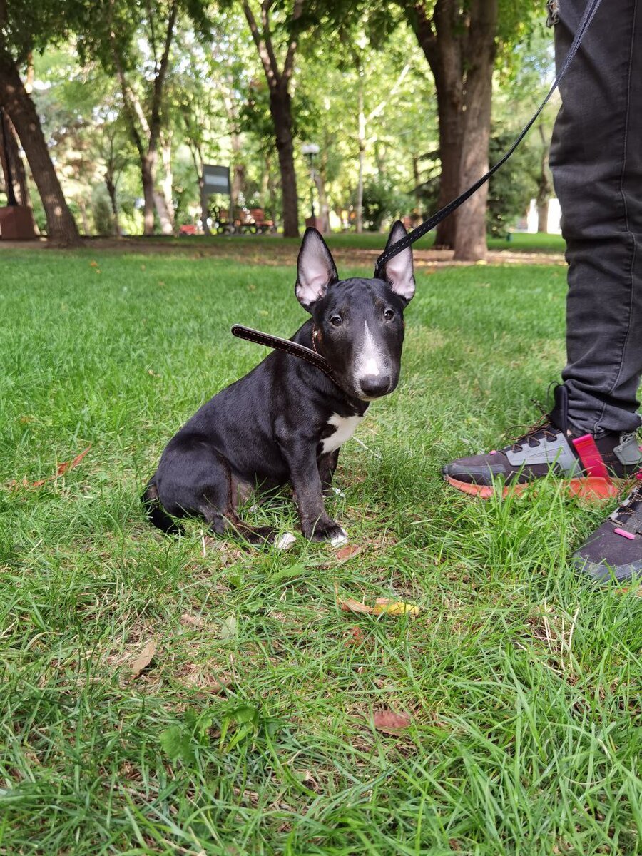 Малыш Лео, вторая прогулка