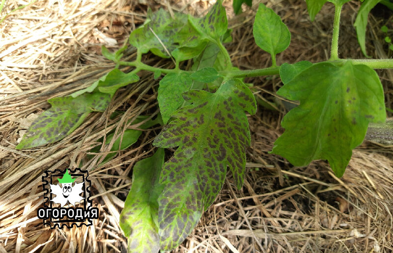 Недостаток фосфора у томатов из-за холодных ночей