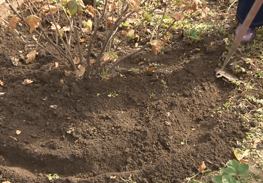 В такие бороздки легче поливать кусты