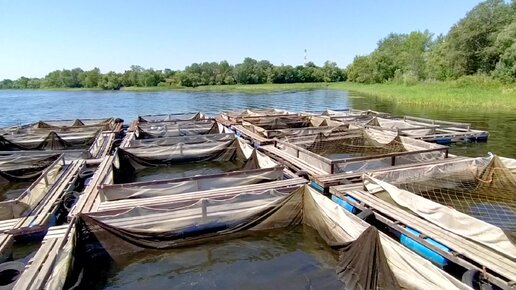 Спасаем рыбу. Рыба чуть не погибла без кислорода.