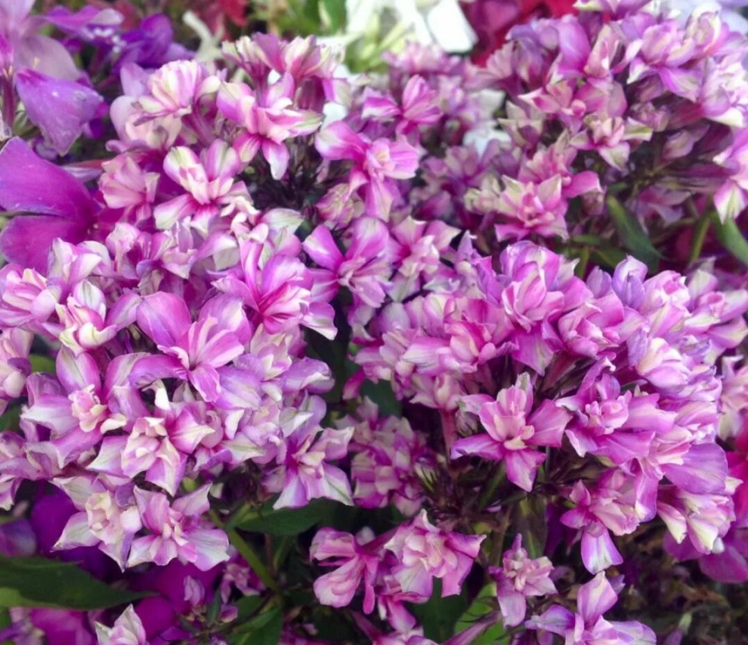 Флокс Квазимодо. Фото с сайта lubvit.ru