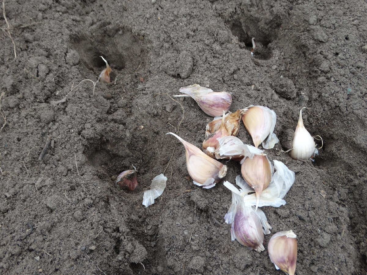 Выбираем крупные зубчики чеснока для посадки