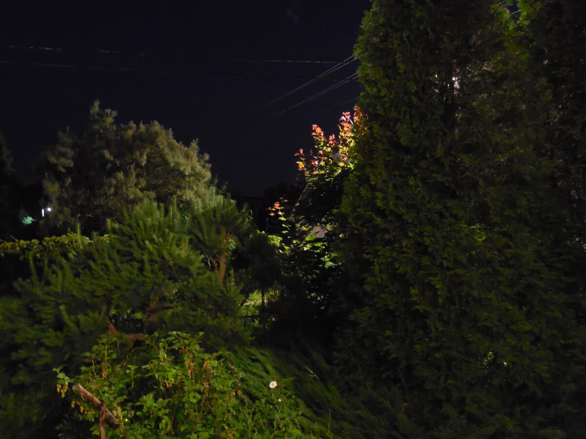 Клён в свете фонаря. Красный оттенок листвы на концах молодых побегов