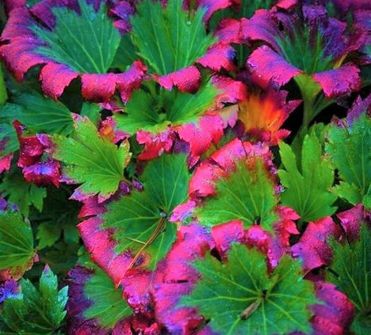  К осени они становятся наиболее яркими. Фото с сайта: https://clck.ru/YHECX.