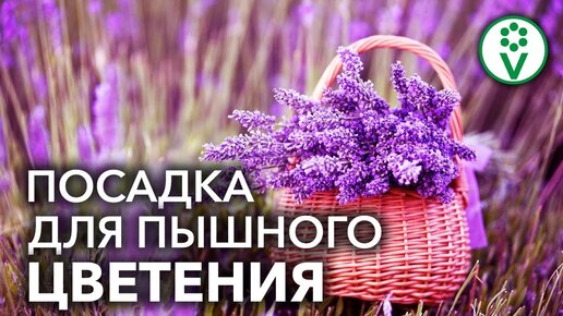 Посадка цветов осенью сильно сэкономит Ваше время весной!