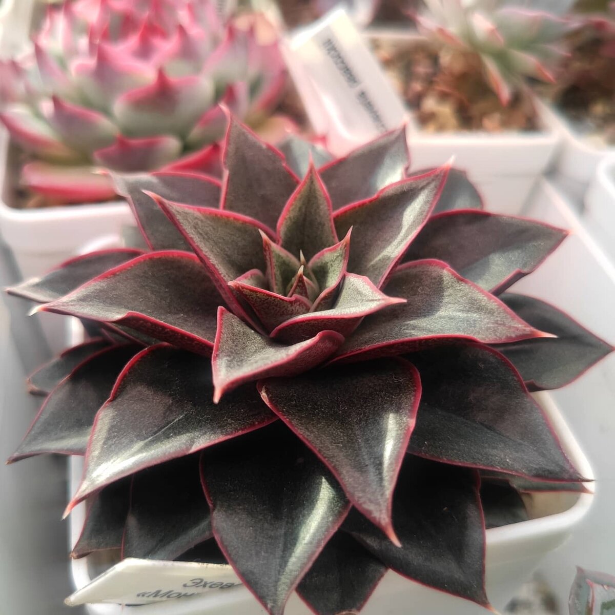 Эхеверия монокеротис