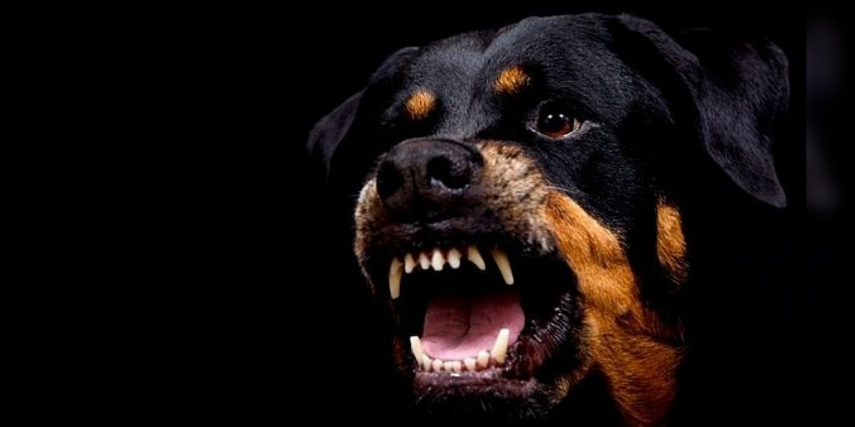 Мощные зубки... Фото с сайта - https://zoocomplex.com.ua/image/catalog/blog/sobaka-porodu-rotvejler-3.jpg