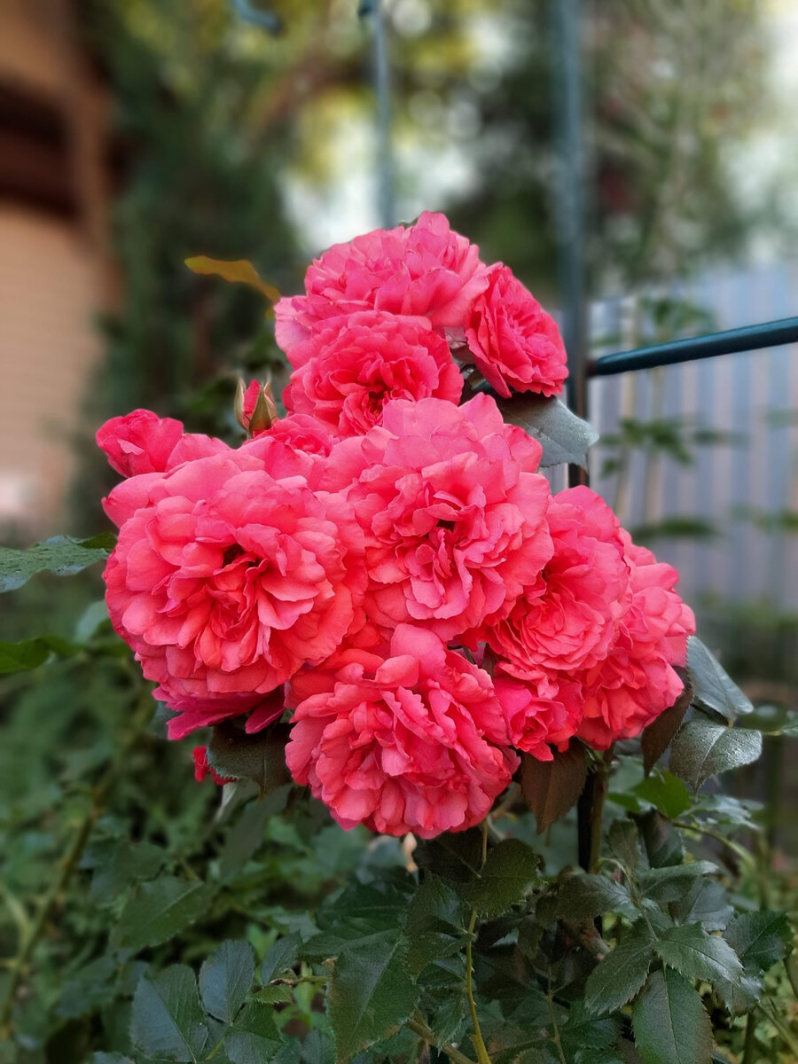 Rosarium Uetersen, Kordes, 1977. Розариум Ютерзен 