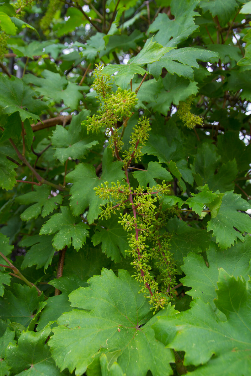 цветение винограда