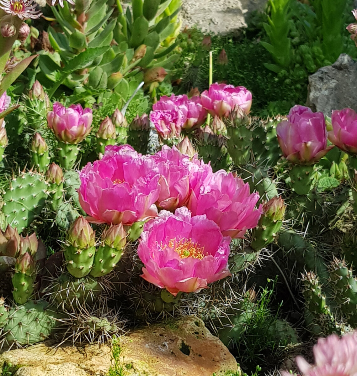 Цветущие в подмосковном саду кактусы-опунции не такая уже и редкость. Фото автора.