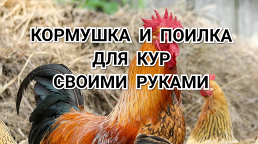 Гнездо, кормушка и поилка для кур своими руками