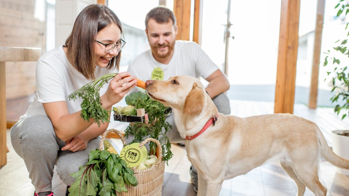 Витамины и минералы в вегетарианской диете для собак