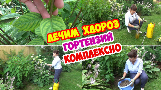 Download Video: ХЛОРОЗ ГОРТЕНЗИЙ. Как и чем лечить?