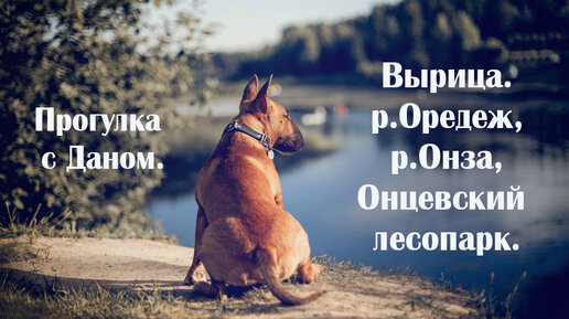 Пешком по Вырице. р.Оредеж, р.Онза, Онцевский лесопарк. Бультерьер на прогулке )