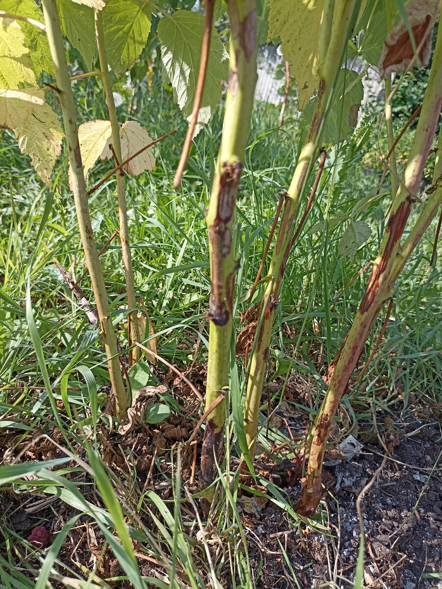 Дидимелла на моей малине. 2022г