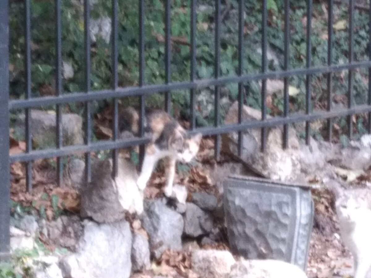 Коты удивляют, но все таки хотелось узнать зачем и почему?