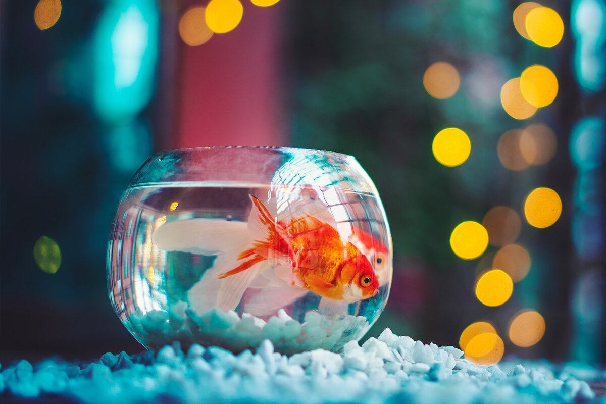     Болезни аквариумных рыбок: какие симптомы указывают на то, что рыбка заболела