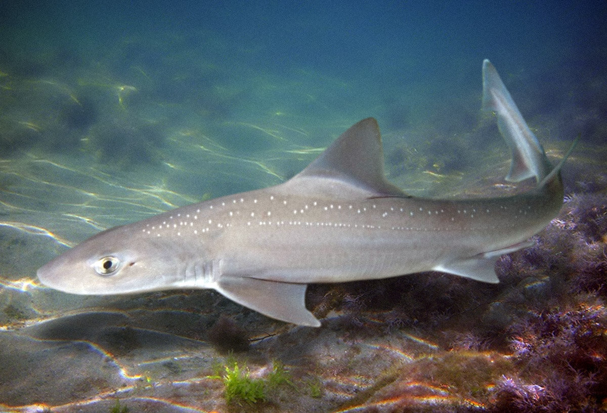 Черное море акулы