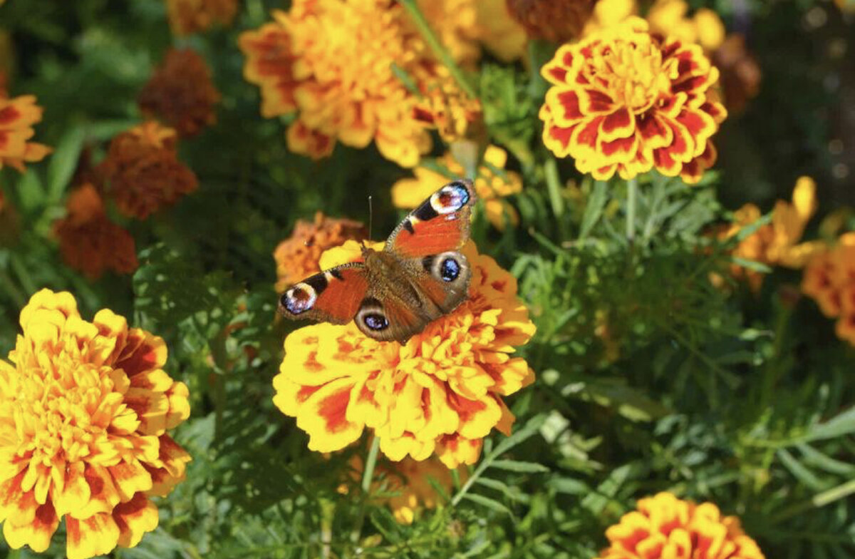 Дайджест бабочек и стрекоз 🦋🦋🦋 | Дневник эколога: про природу, животных,  экомероприятия, парки | Дзен