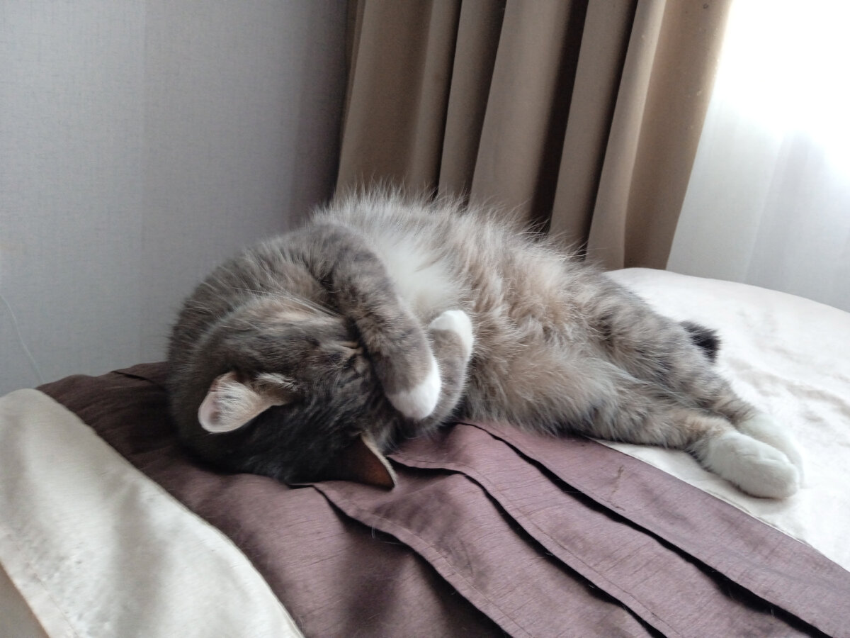 Красавчик мой, любит спать в непонятных позах.