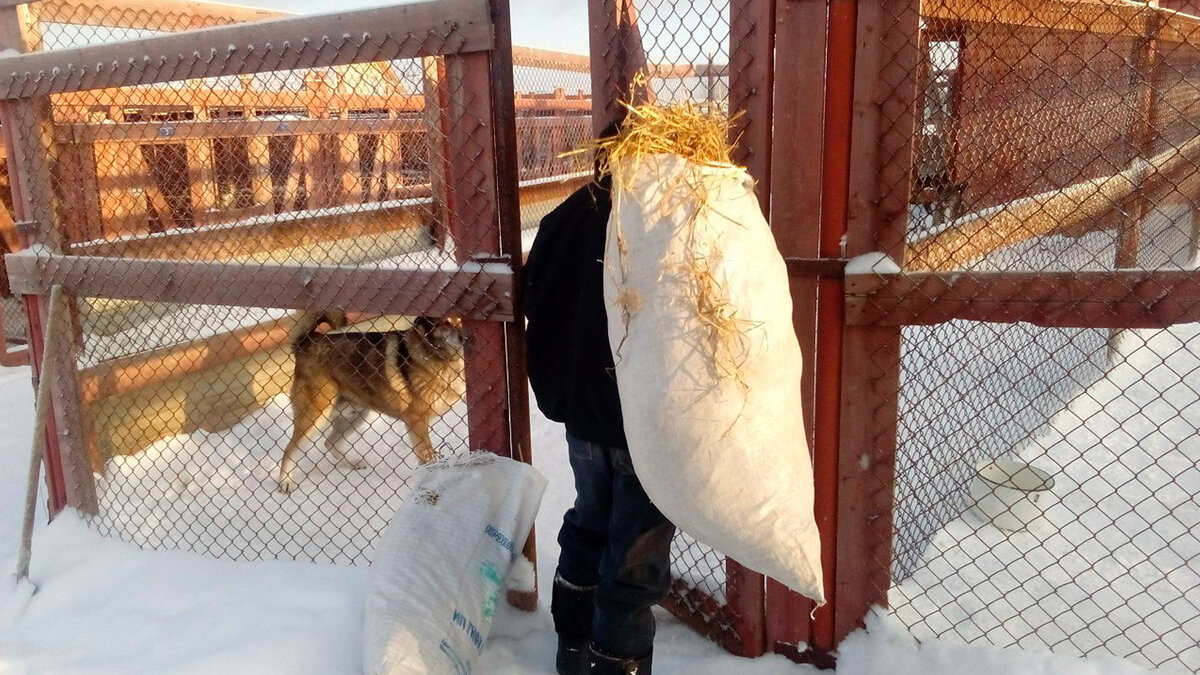 Очередная порция соломы «идет» в вольер | Все фотографии в тексте — автора