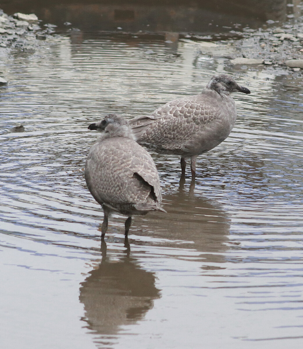 Серокрылая чайка (Larus glaucescens) Понравилась мне ОЧЕНЬ! Просто красавица!!!-2