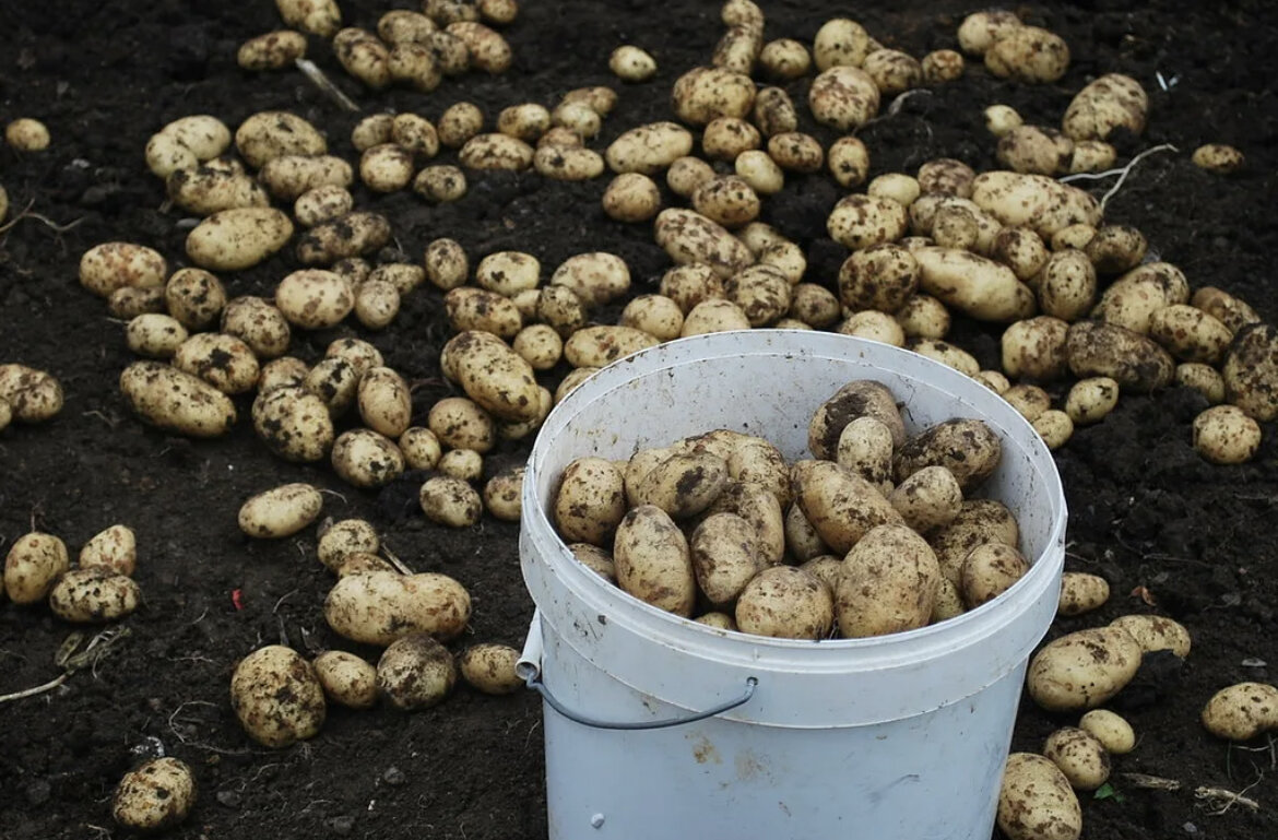 Куча картошки. Урожай картофеля. Картошка в огороде. Много картошки. Сбор урожая картофеля.
