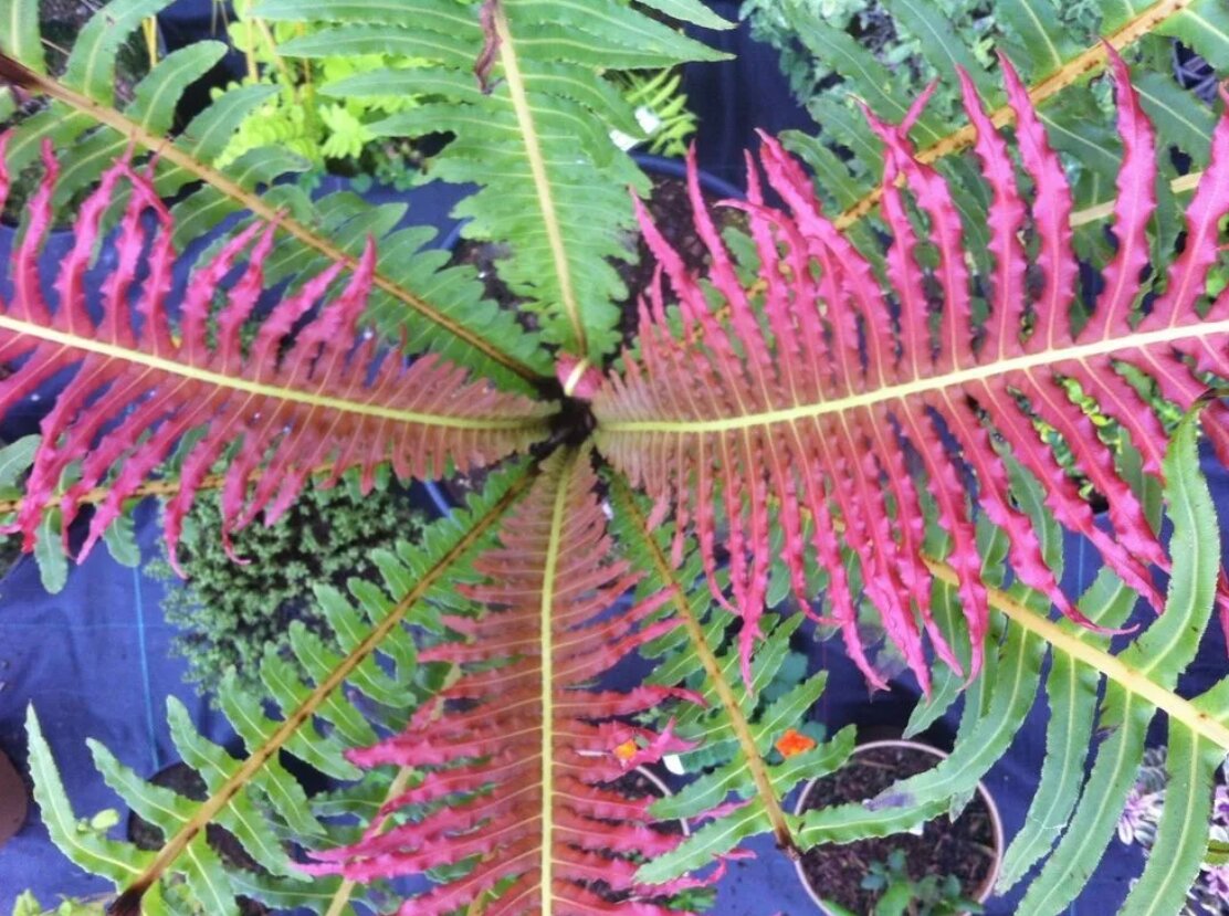 Блехнум бразильский "Вулкано"