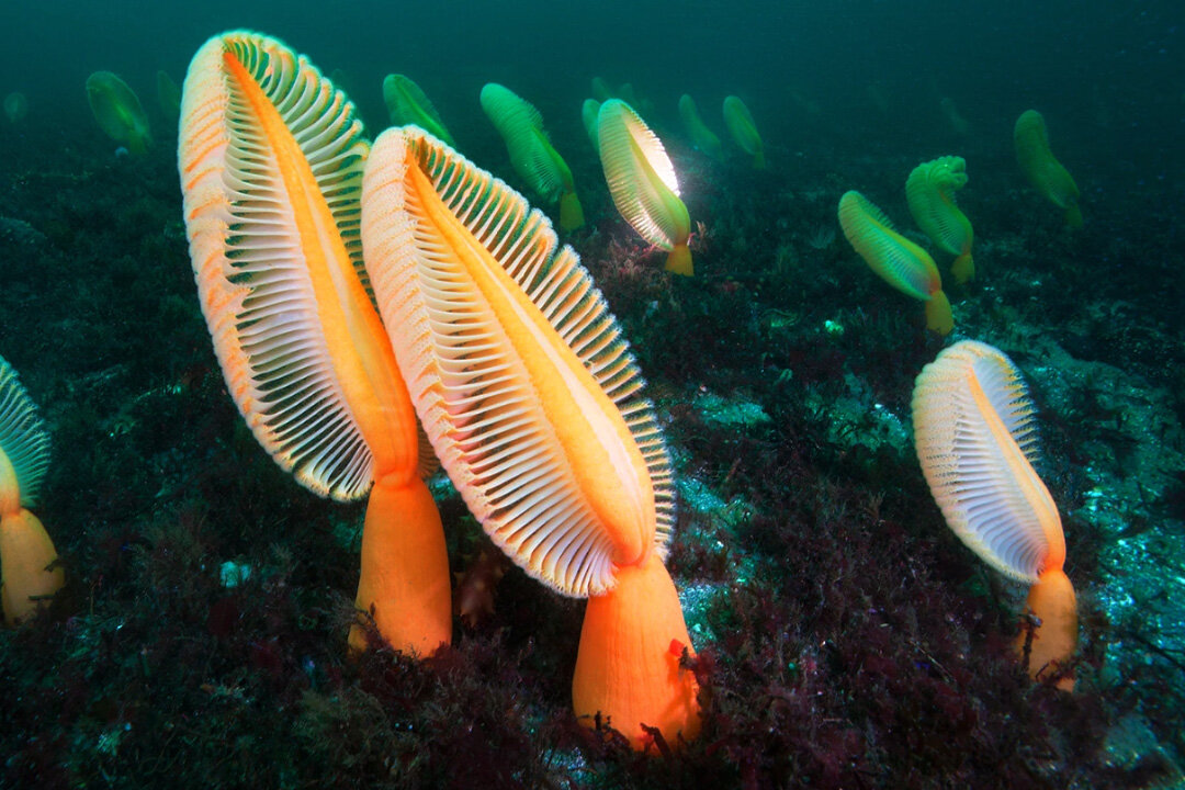Морские перья: письменные принадлежности Посейдона ?? | Планетяне | Дзен