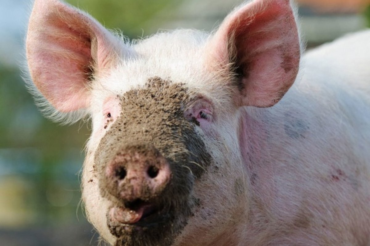    Предприятие занимается выращиванием свиней.