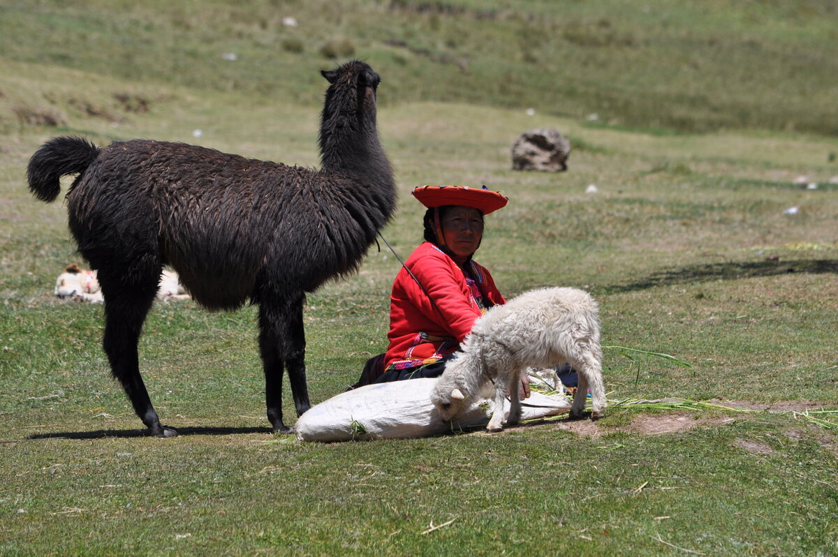 Чёрная лама с белым ламёнком