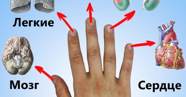 Каждый палец сопряжен с двумя органами: японский метод излечит за 5 минутлюбую хворь!
